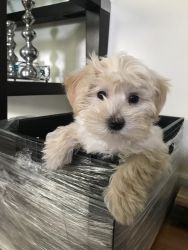 Three month morkie puppy for sale