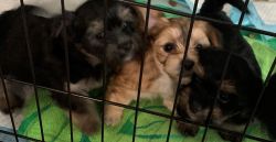 Morkie Puppies Available