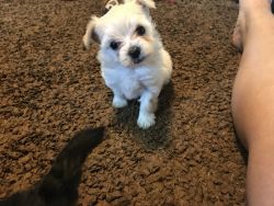 Female Morkie for sale