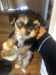Morkie puppies for sale!