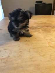 Girl puppy morkie for sale