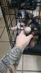 Morkie puppies needing fur ever homes