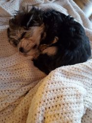 9 Week Old/Female Morkie Puppy for a loving home