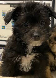 4 month old Yorkie/ Silky Terrier mix puppy for sale