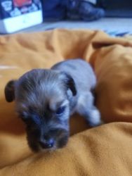 Morkie Puppies for sale