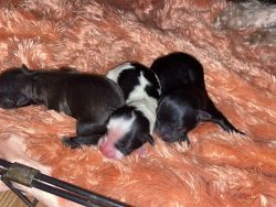 American Morkshire Terrier puppies