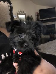 Rehoming My Morkie