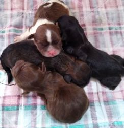 REGISTERED, CHOCOLATE AND TINY RED SHIH TZU PUPPIES!