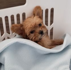 Teacup Morkie Puppy needs a new home