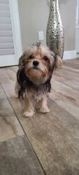 Morkie for Sale (Female)