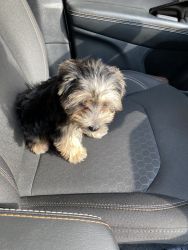 Morkie for sell