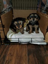 Morkie’s for sale