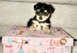 10 week old boy morkie available