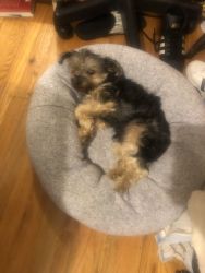 3 Year Old Morkie for Sale