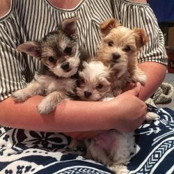 CUTE MORKIE PUPPIES READY FOR NEW HOMES