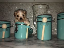 Morkie puppies light cream and white with blue gray eyes