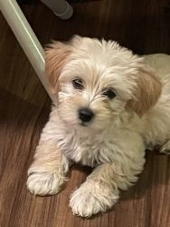 Butter is a new Morkie puppy looking for a home
