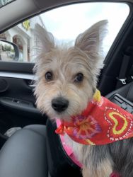 8 Month Morkie For Sell