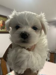 Male Morkie looking forever home