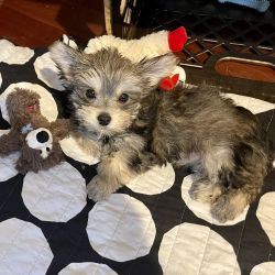 Grey Female Morkie Puppy (18 months old, fully vaccinated)