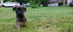 Beautiful cur puppies for sale