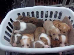 mountain cur puppies for sale