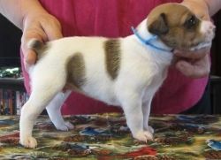 Registered Mountain Feist Puppies For Re-homing