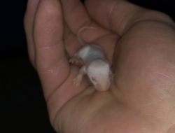 Albino Mice