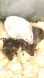 feeder and hand tamed mice
