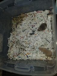 Fancy Mice for sale