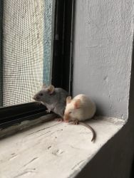 Two female mice