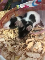 Live mice for sale