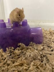 4 male mice for rehome