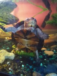 Red Cheeked Mud Turtle needs a good home
