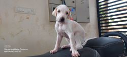 Bagalakot blodline mudhol puppies for sale in banglore