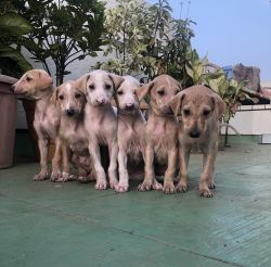 Mudhol Hound/ Caravan Hound puppies