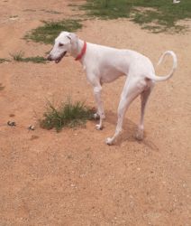 Mudool available ,1.6month old male white