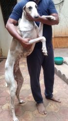 Mudhol hound pure breed. Very loving and caring dog
