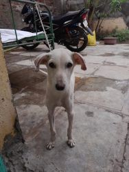 Mudhol hound for sell
