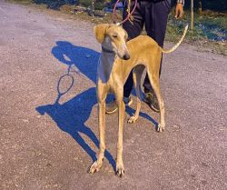 One year old Mudhol hound female puppy is for sale