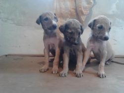 Mudhol Puppies for sale at Aishwarya Farm