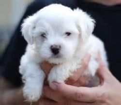 Home Train Maltese Puppies For Pet Lovers