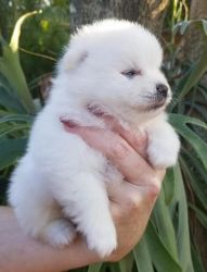 Tiny gorgeous Pomeranian Puppies