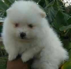 Cutest, best looking, top quality pomeranian puppies
