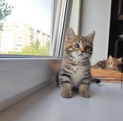 Munchkin Kittens Available