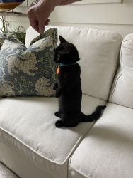 Black munchkin cat for sale