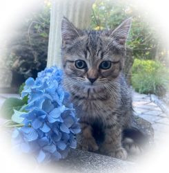 Minskin Kitten = Perfect Gift (Low Price)