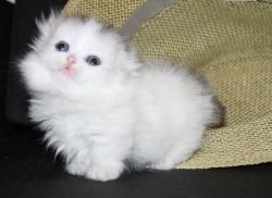Healthy Munchkin Kitten For Sale