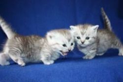 I have Available male and female Munchkin for kittens sale