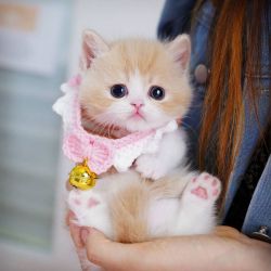 Looking for a Munchkin Kitten for Sale or Munchkin Cat For Sale